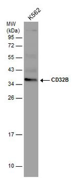 FCGR2B Antibody in Western Blot (WB)