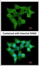 FMO3 Antibody in Immunocytochemistry (ICC/IF)