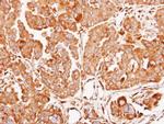 FMO3 Antibody in Immunohistochemistry (Paraffin) (IHC (P))