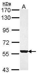 FMO3 Antibody in Western Blot (WB)