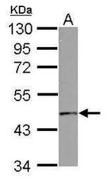 GPR10 Antibody in Western Blot (WB)