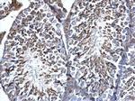 ERp57 Antibody in Immunohistochemistry (Paraffin) (IHC (P))