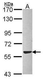 ERp57 Antibody in Western Blot (WB)