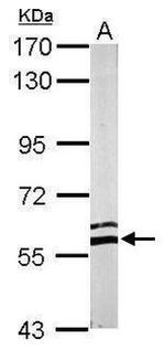 ERp57 Antibody in Western Blot (WB)
