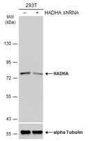 HADHA Antibody in Western Blot (WB)
