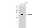 HLA-DRA Antibody in Western Blot (WB)
