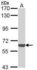 ICAM-3 Polyclonal Antibody
