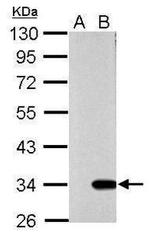 Galectin 9 Antibody in Western Blot (WB)