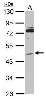 MiTF Antibody in Western Blot (WB)