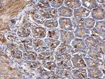 PCSK1 Antibody in Immunohistochemistry (Paraffin) (IHC (P))