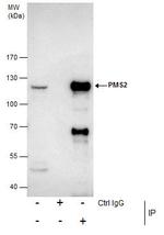 PMS2 Antibody in Immunoprecipitation (IP)