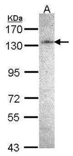 POLD1 Antibody in Western Blot (WB)