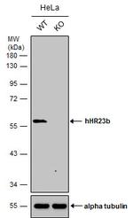 RAD23B Antibody in Western Blot (WB)