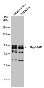 RAP1GAP Antibody in Western Blot (WB)