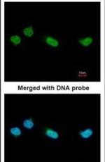RGS13 Antibody in Immunocytochemistry (ICC/IF)