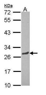 RGS13 Antibody in Western Blot (WB)