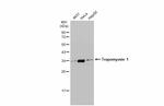 TPM1 Antibody in Western Blot (WB)