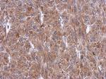 WARS Antibody in Immunohistochemistry (Paraffin) (IHC (P))