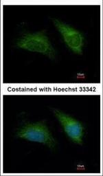 DAP3 Antibody in Immunocytochemistry (ICC/IF)