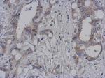 DAP3 Antibody in Immunohistochemistry (Paraffin) (IHC (P))