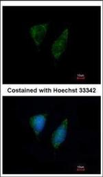 DAP3 Polyclonal Antibody