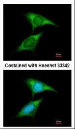 FXR1 Polyclonal Antibody