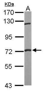 FXR1 Antibody in Western Blot (WB)