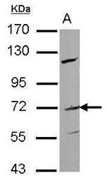 FZD1 Antibody in Western Blot (WB)