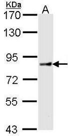 Cullin 4A Polyclonal Antibody