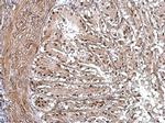 PIAS1 Antibody in Immunohistochemistry (Paraffin) (IHC (P))