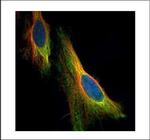 ARC Polyclonal Antibody