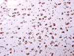 AIP Antibody in Immunohistochemistry (Paraffin) (IHC (P))