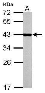 MB67 Polyclonal Antibody