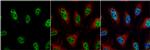 JAB1 Polyclonal Antibody