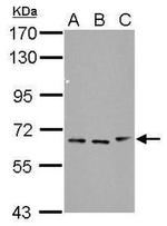 FBXW11 Antibody in Western Blot (WB)