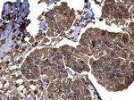 BACE2 Antibody in Immunohistochemistry (Paraffin) (IHC (P))