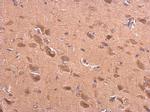 BACE2 Antibody in Immunohistochemistry (Paraffin) (IHC (P))