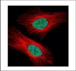 UHRF1 Antibody in Immunocytochemistry (ICC/IF)