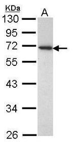 CD177 Polyclonal Antibody