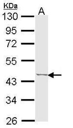 TRIB3 Antibody in Western Blot (WB)