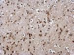 DUSP16 Antibody in Immunohistochemistry (Paraffin) (IHC (P))