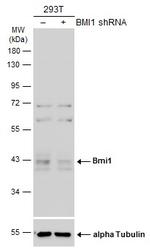 BMI-1 Antibody in Western Blot (WB)