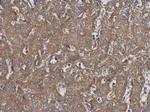 HARS Polyclonal Antibody