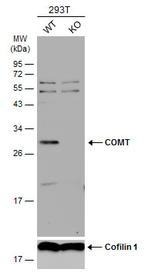 COMT Antibody in Western Blot (WB)