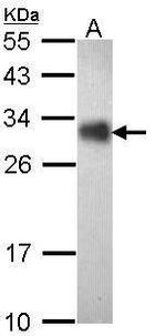 FHL2 Antibody in Western Blot (WB)