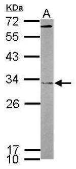 FHL2 Antibody in Western Blot (WB)