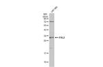 FHL2 Antibody in Western Blot (WB)