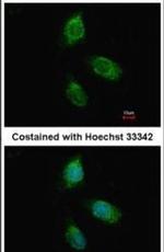 Granulins Antibody in Immunocytochemistry (ICC/IF)