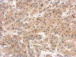 Granulins Antibody in Immunohistochemistry (Paraffin) (IHC (P))