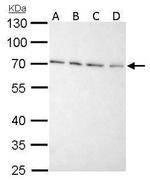 Granulins Antibody in Western Blot (WB)
